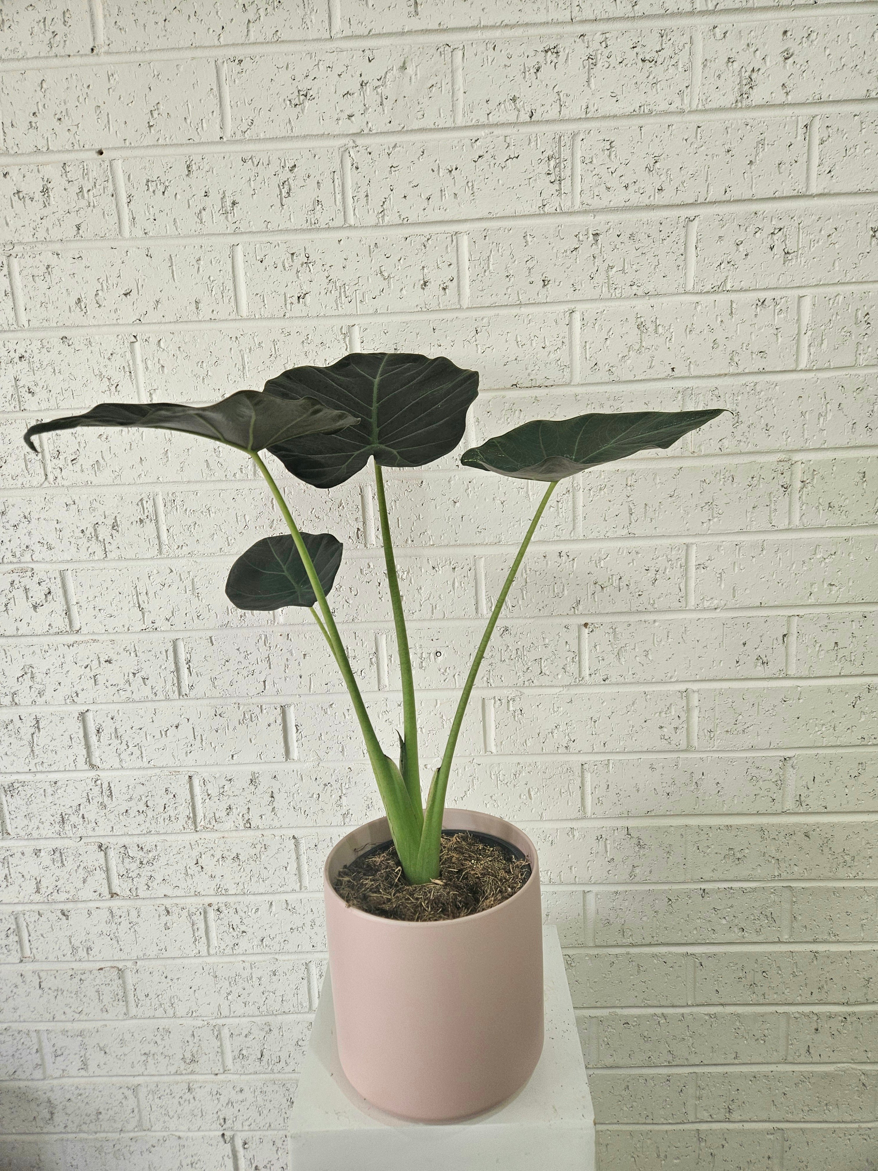 Alocasia regal shields Plant