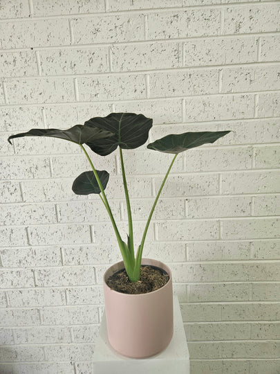 Alocasia regal shields Plant
