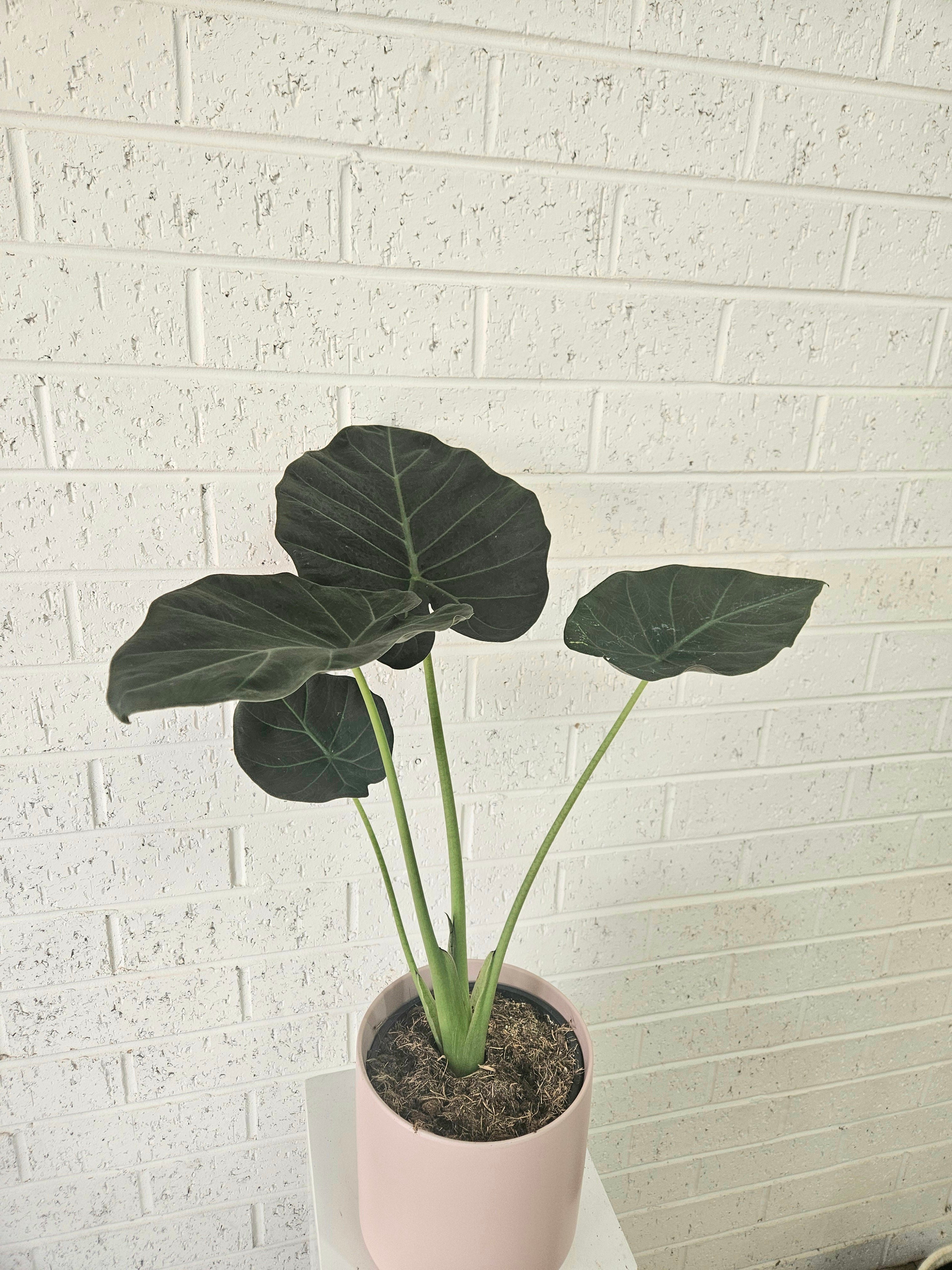 Alocasia regal shields Plant
