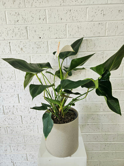 Anthurium Plant in Ceramic Pot
