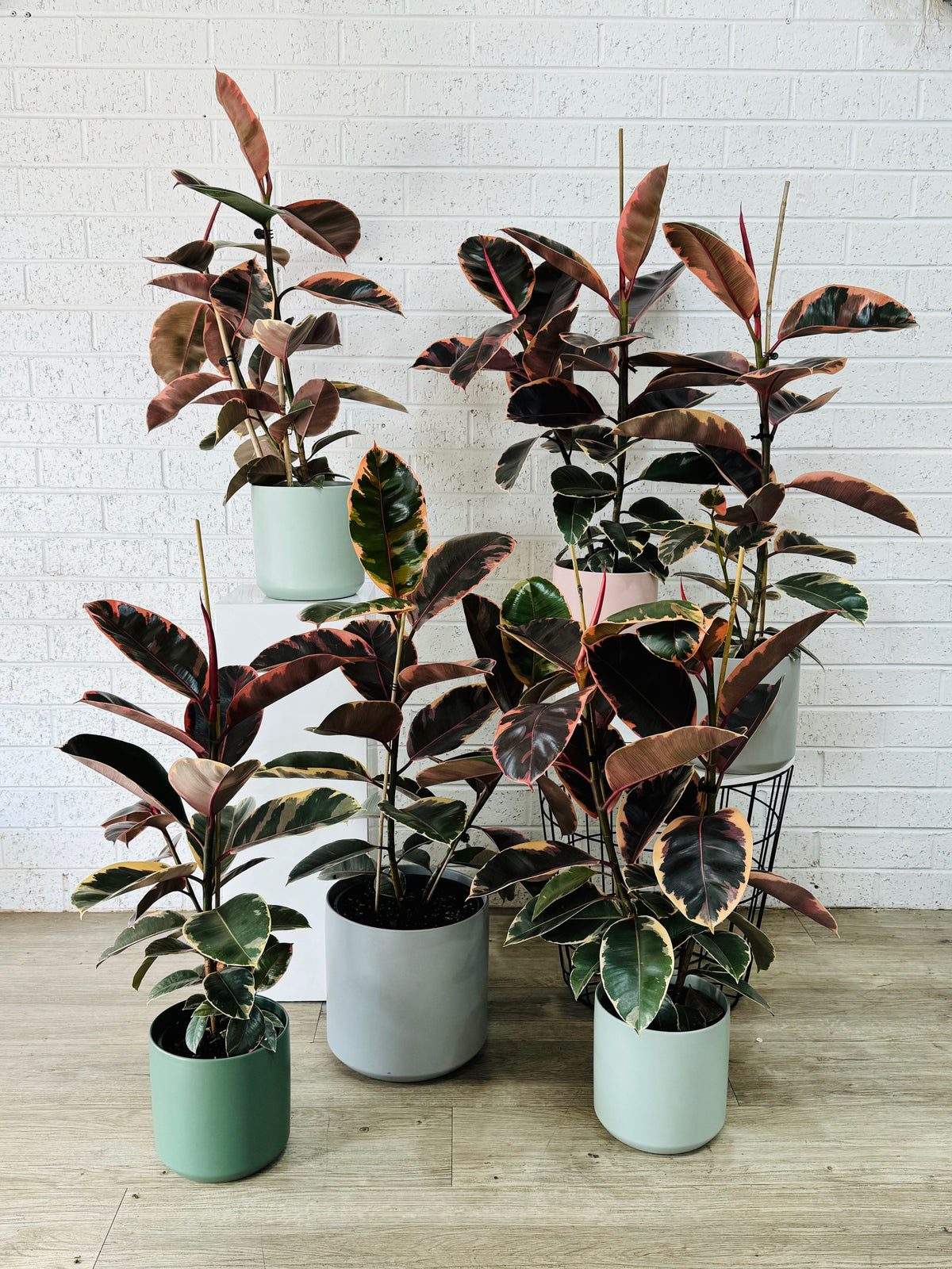 Ruby Ficus – The Petal Factory