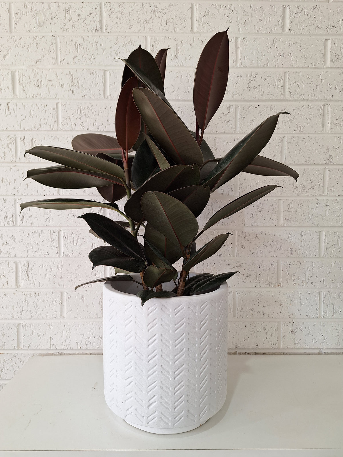 Ruby Ficus - Burgundy – The Petal Factory