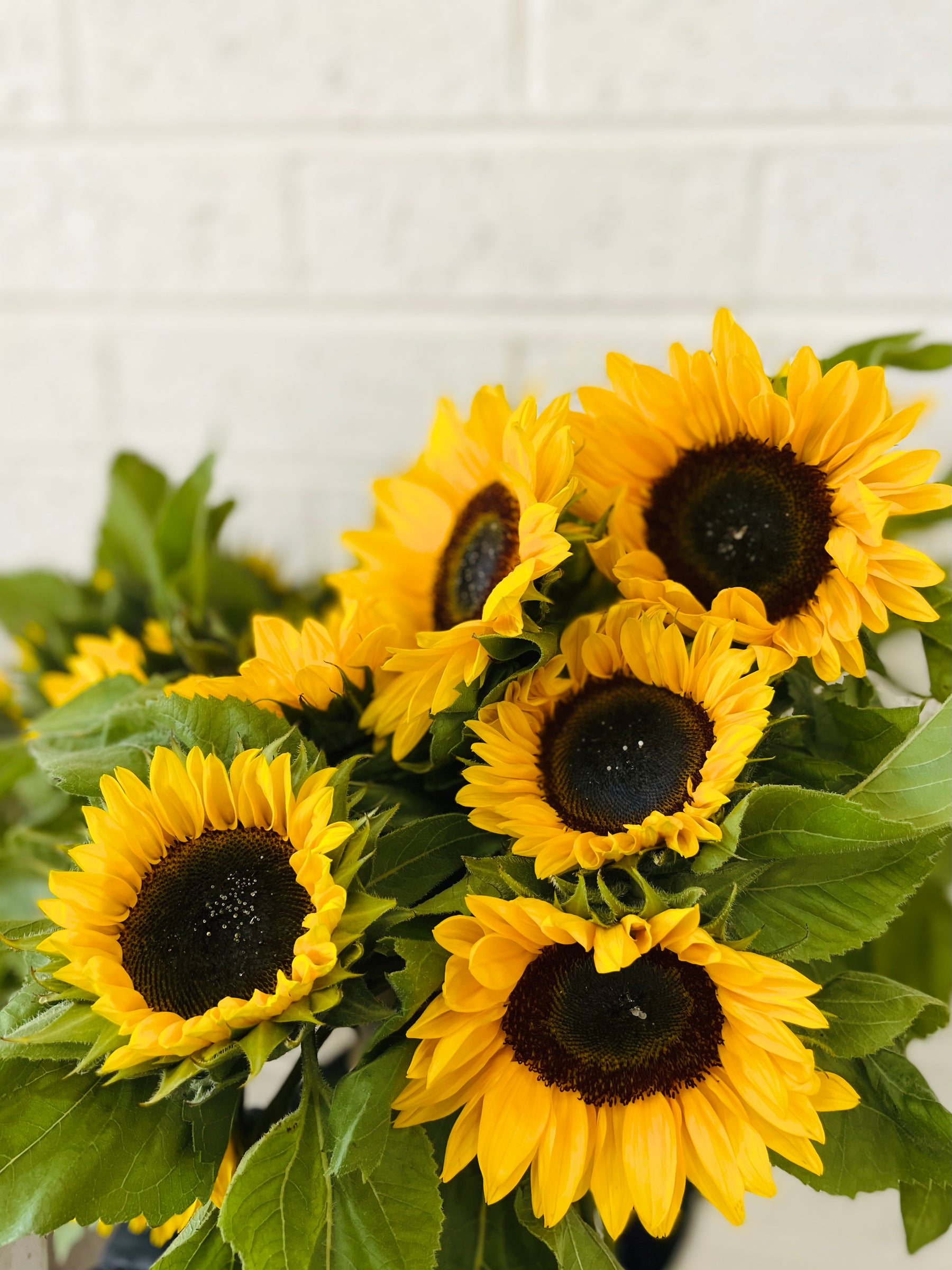 Flower delivery Bendigo The Petal Factory